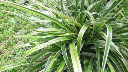 Obraz premium Bunch of Grass 