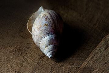 Lone Shell