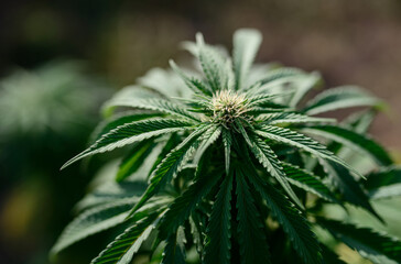 medicine cannabis flower