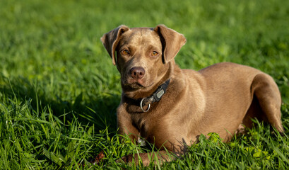 Brown dog.