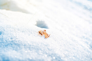 Snow in the forest, winter landscape