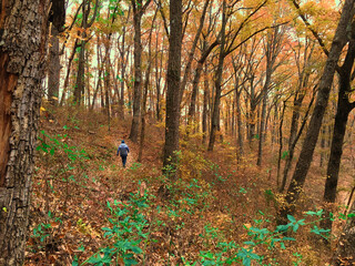 person walking in autumn forest