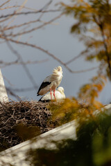 Pareja de cigue&ntilde;as en su nido encima de un edificio antiguo en Faro, Portugal con una de ellas con el plumaje en la cara ocasionado por el viento.