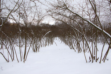 Snowfall among hazelnut tree -