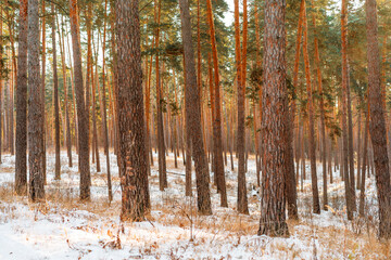 Naklejka premium Beautiful snowy winter forest with pine trees, winter landscape