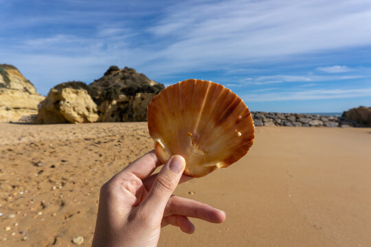 Hand holding a shell on a sand beach in Portugal