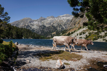 Naklejka premium Pareja de ganado paseando al lado de un lago con montañas de fondo en el parque nacional de aiguestortes un dia de verano 