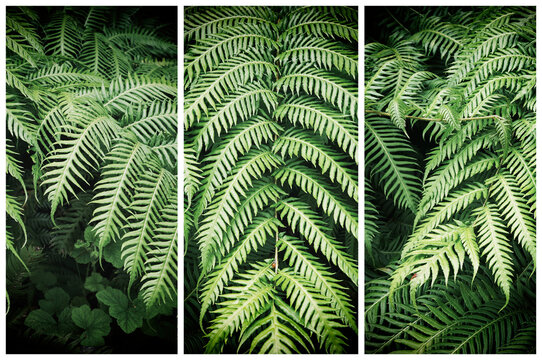 Triptych of green leaves of fern.