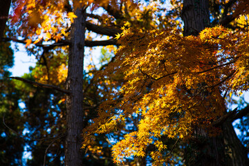 紅葉　秋イメージ