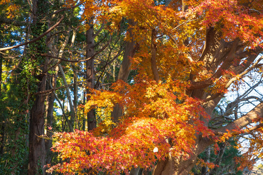 紅葉　秋イメージ