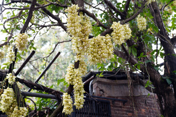 Mukuna is a genus of lianas and shrubs in the legume family