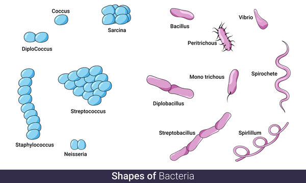 Different shapes of bacteria chart for education in microbiology, bacillus, cocci, spirochete, vector illustration eps design