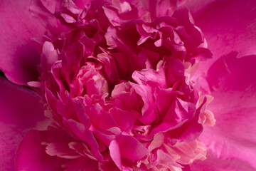 Blurred petals of a delicate pink flower, selective focus, full screen image for background.