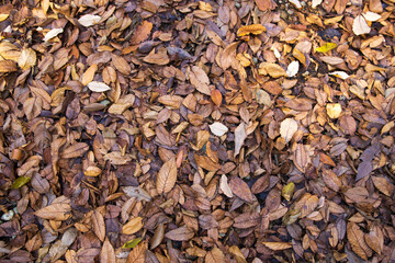 紅葉　落ち葉　秋イメージ