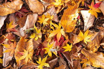 紅葉　落ち葉　秋イメージ