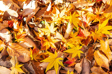 紅葉　落ち葉　秋イメージ