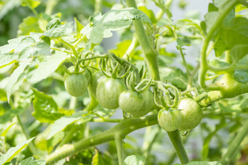 There are many green tomatoes or Solanum lycopersicum L. var. cerasiforme on the tree.