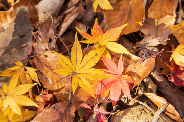 紅葉　落ち葉　秋イメージ