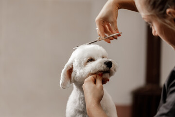 cropped shot of a young blonde pet beautician and white purebred bichon. Grooming of white dog.