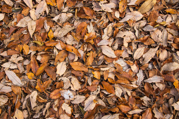 紅葉　落ち葉　秋イメージ