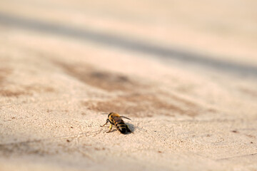 Western honey bee landing on brown table made of wood. Close up photo.