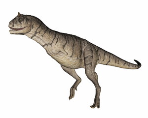 Carnotaurus dinosaur walking and roaring isolated in white background - 3D render