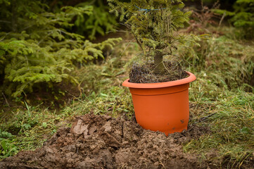 Plantation of young fir trees near Christmas time