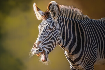 portrait of a zebra with an open mouth
