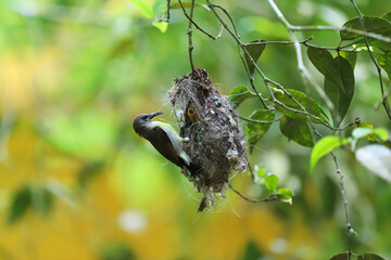 Bird feeding its babies in the bird nest on a tree