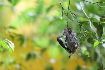 Bird feeding its babies in the bird nest on a tree