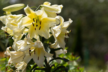 Obraz premium large flowers of milky white Lily flower, large bouquet of Lily flowers, delicious aroma