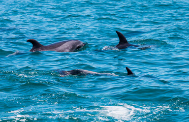 Pod of Dolphins in Bay of Islands, New Zealand