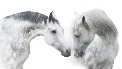 Two White andalusian horse portrait on white background. High key image - obrazy, fototapety, plakaty