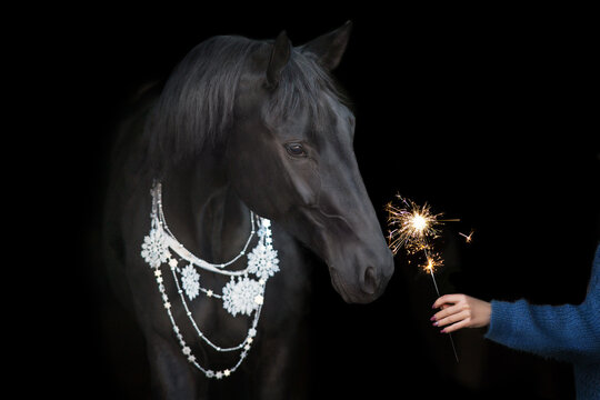 .Black horse with christmas decor and sparklers