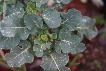 Brokkoli am wachsen im Garten