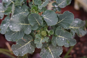 Brokkoli am wachsen im Garten
