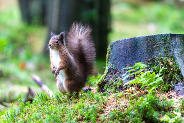 Red Squirrel standing by tree stump in the Yorkshire Dales National Park, UK