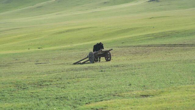 Traditional tumbrel and black yak steer in rural meadow. A tumbrel or tumbril cart is a two-wheeled cart or wagon typically designed to be hauled by a single horse or ox. Primitive primordial rudiment