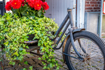 Fototapeta na wymiar An old black bicycle with flowers in it, red flowers,