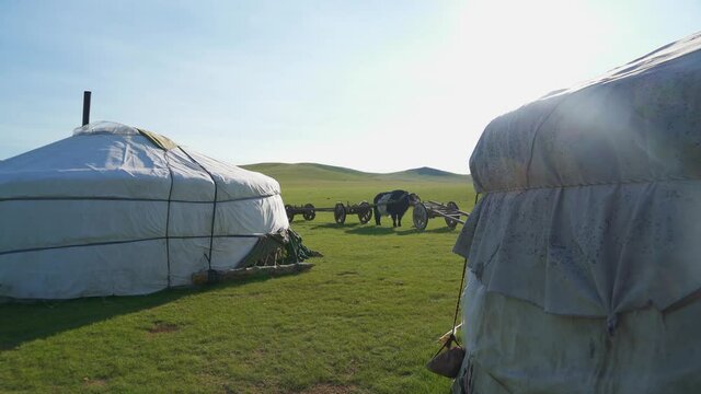 White ger tents and ox cart tumbrel in weadows of Mongolia.Tumbrel tumbril chariot ox cart domestic yak bovid bos grunniens cattle long haired animal husbandry livestock dzo dzomo ger gers tent tents 