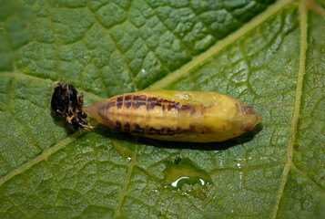 Eine Verpuppte Raupe eines Buchsbaumzünsler an einem Blatt.