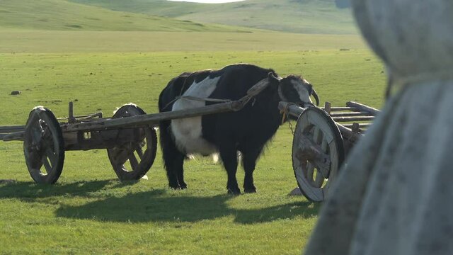 Traditional tumbrel and black yak steer in rural meadow. A tumbrel or tumbril cart is a two-wheeled cart or wagon typically designed to be hauled by a single horse or ox. Primitive primordial rudiment