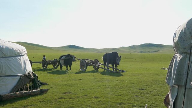 White ger tents and ox cart tumbrel in weadows of Mongolia.Tumbrel tumbril chariot ox cart domestic yak bovid bos grunniens cattle long haired animal husbandry livestock dzo dzomo ger gers tent tents 