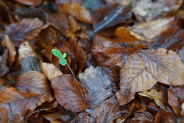 Natur bilder