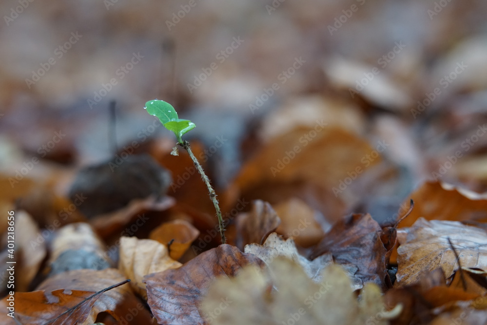 Poster spring in the forest