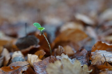 spring in the forest