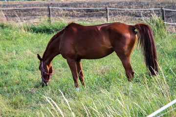 Ein Portrait eines Hengst, Pflerd auf einer Koppel beim grasen.