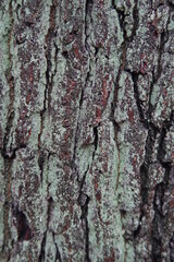 
various
 Bark of trees in the forest
