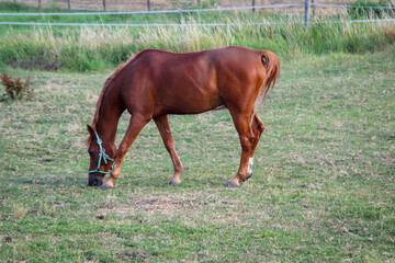 Ein Portrait eines Hengst, Pflerd auf einer Koppel beim grasen.