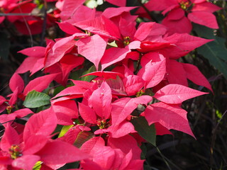 Christmas star, poinsettia green and red leaves tree blooming in garden nature background